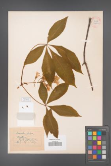 Aesculus glabra [KOR 33692]