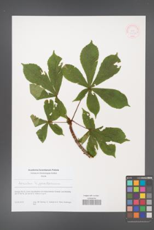 Aesculus hippocastanum [KOR 51230]