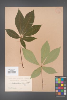 Aesculus parviflora [KOR 264]