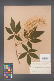 Aesculus parviflora [KOR 261]