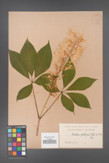 Aesculus parviflora [KOR 262]