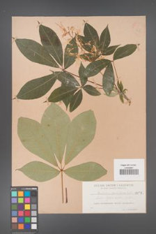 Aesculus parviflora [KOR 267]