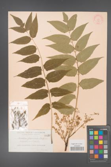 Ailanthus altissima [KOR 437]
