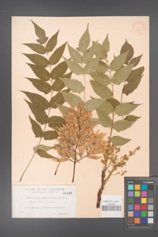 Ailanthus altissima [KOR 440]
