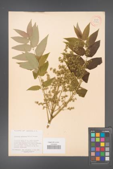 Ailanthus altissima [KOR 33703]