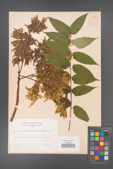 Ailanthus altissima [KOR 33705]