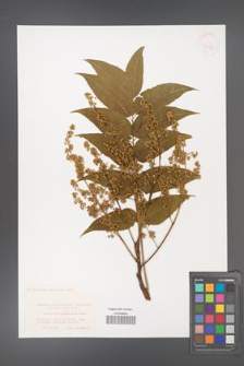 Ailanthus altissima [KOR 42893]
