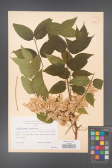Ailanthus altissima [KOR 38388]