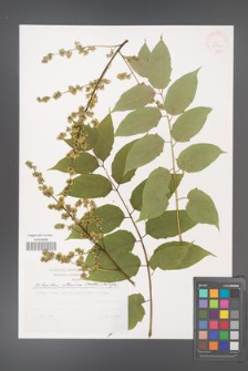 Ailanthus altissima [KOR 29762]