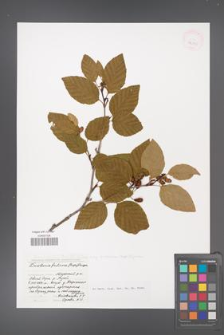 Alnus viridis [KOR 42919]