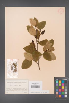 Alnus fruticosa [KOR 23985]