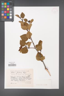 Alnus fruticosa [KOR 42931]