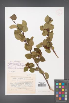 Alnus fruticosa [KOR 42929]