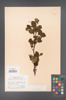 Alnaster fruticosa [KOR 11563]