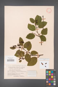 Alnus fruticosa [KOR 11573]