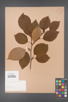 Alnus fruticosa [KOR 33714a]