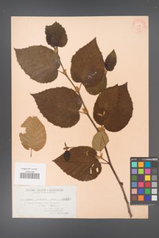Alnus fruticosa [KOR 407]