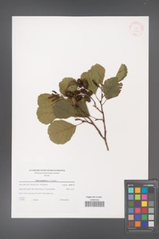 Alnus glutinosa [KOR 38766]