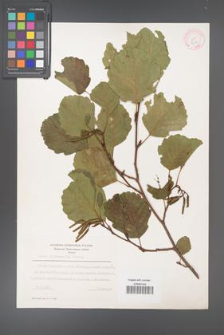 Alnus glutinosa [KOR 11582]