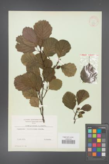 Alnus glutinosa [KOR 11586]