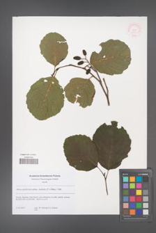 Alnus glutinosa [KOR 52380]