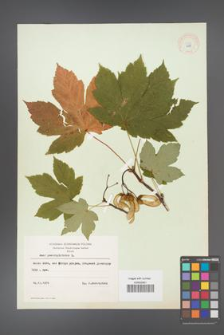 Acer pseudoplatanus [KOR 8988]