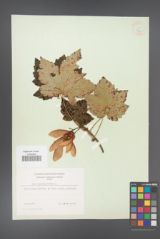 Acer pseudoplatanus [KOR 9024]