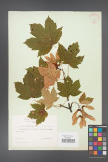 Acer pseudoplatanus [KOR 9020]