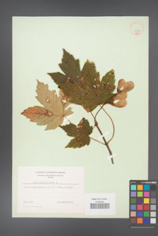 Acer pseudoplatanus [KOR 9018]
