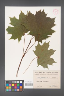 Acer platanoides [KOR 50]