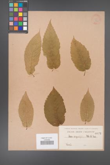 Acer carpinifolium [KOR 172]