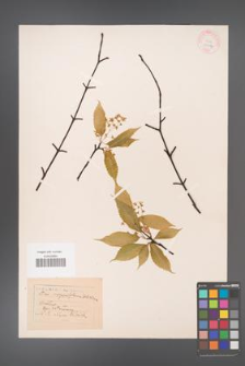 Acer carpinifolium [KOR 33384]
