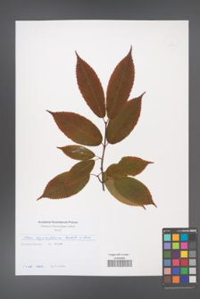 Acer carpinifolium [KOR 49717]