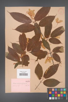 Acer carpinifolium [KOR 170]