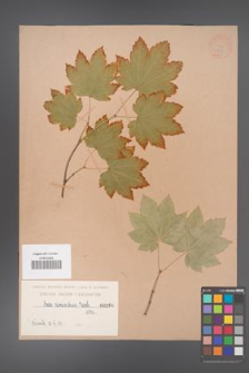 Acer circinatum [KOR 166]