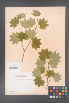 Acer circinatum [KOR 37903]
