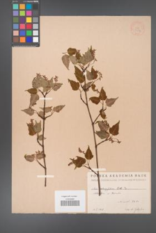 Acer crataegifolium [KOR 7274]