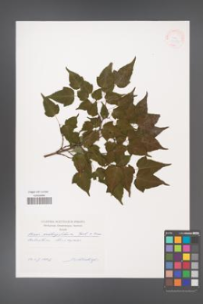 Acer crataegifolium [KOR 38359]