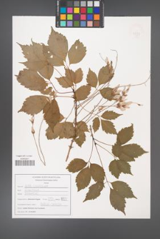 Acer cissifolium [KOR 47554]