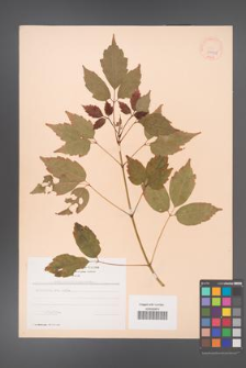 Acer cissifolium [KOR 37910]