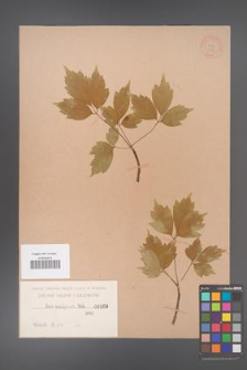 Acer cissifolium [KOR 169]
