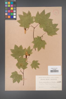 Acer circinatum [KOR 165]