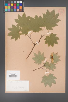 Acer circinatum [KOR 33390]