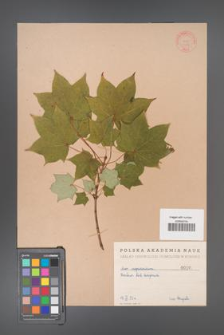 Acer cappadocicum [KOR 107]