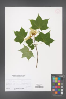 Acer cappadocicum [KOR 53849]