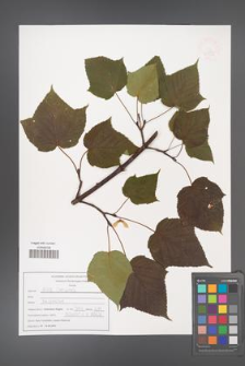 Acer capillipes [KOR 47559]