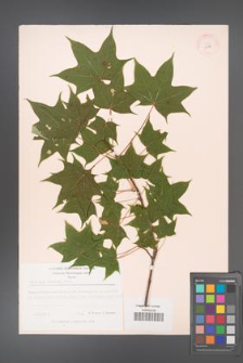 Acer cappadocicum [KOR 11378]