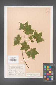 Acer cappadocicum [KOR 11249]