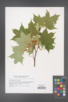 Acer cappadocicum [KOR 47225]