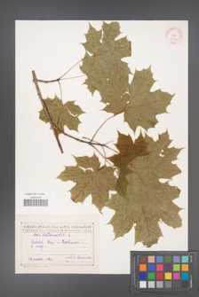 Acer platanoides [KOR 11422]